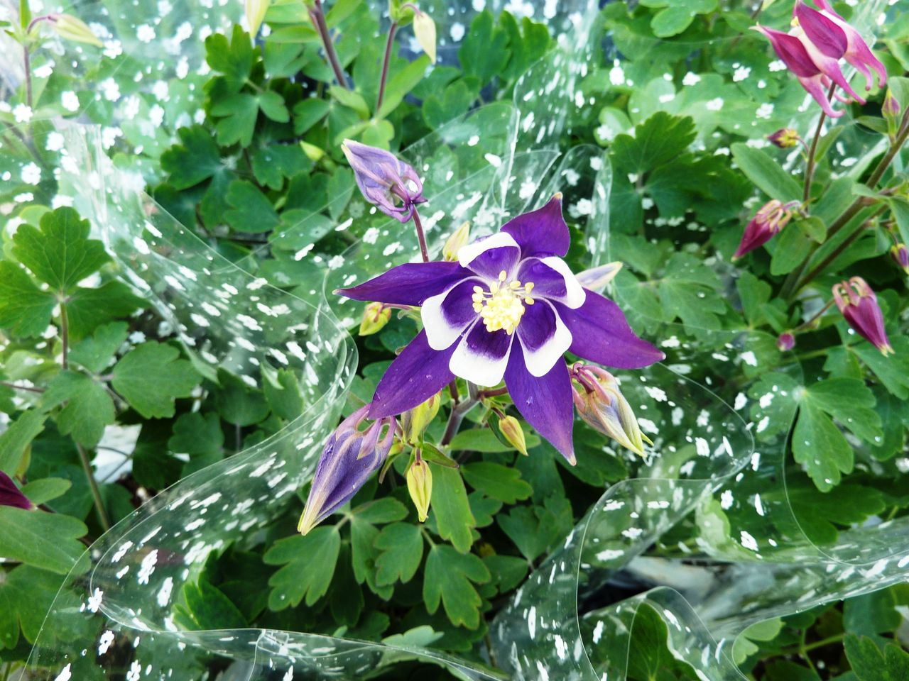 花重 京都 Hanajyu 春の花 花重 京都 Hanajyu 春の花