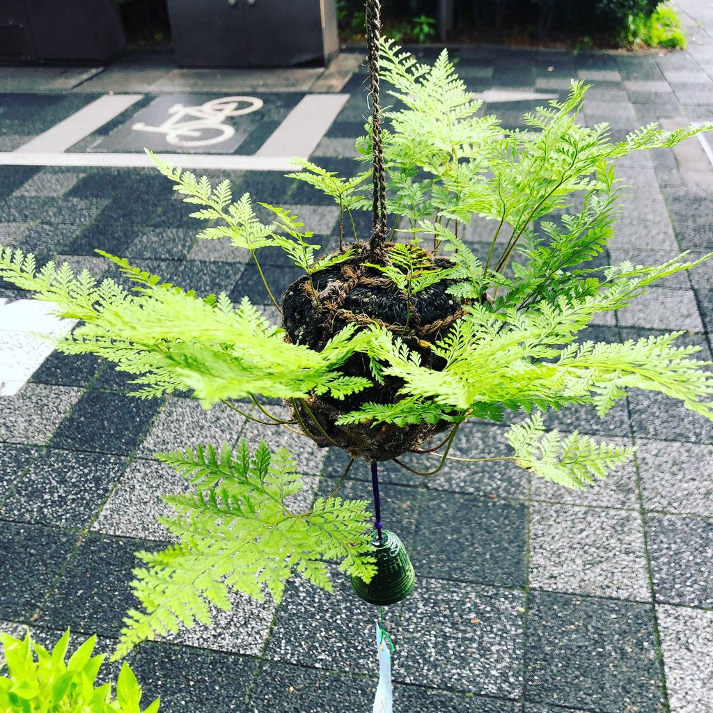 吊忍販売開始 : 花重 京都 hanajyu