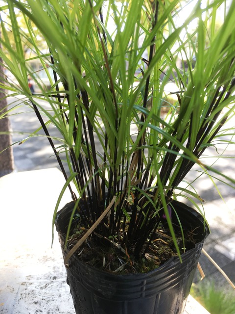 クロジクテンジクスゲ