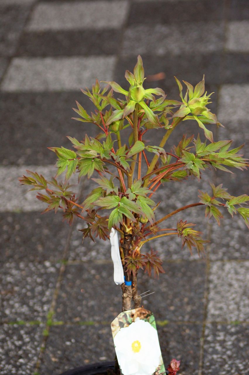 白花牡丹雪笹販売店 花重 京都 Hanajyu 白花牡丹雪笹販売店 花重 京都 Hanajyu
