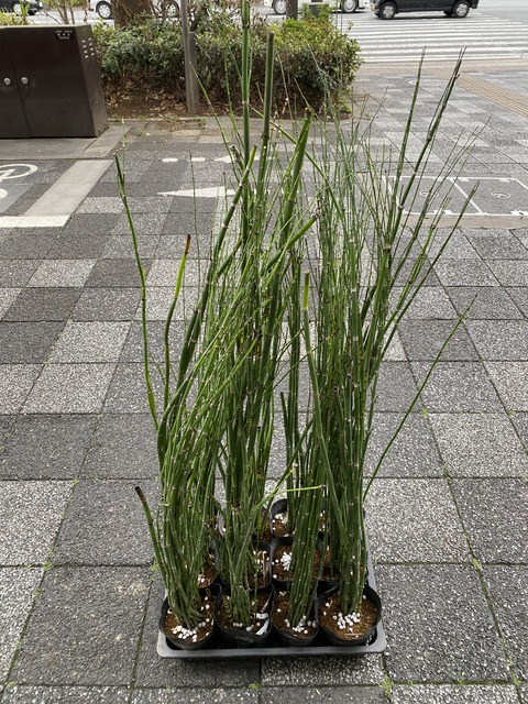 ジャンボトクサ