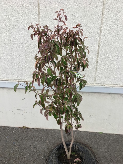 常緑ヤマボウシ