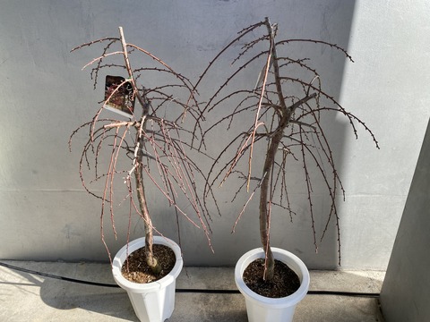 しだれうめ赤花