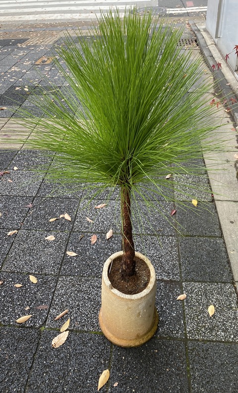 松鉢ダイオウショウ