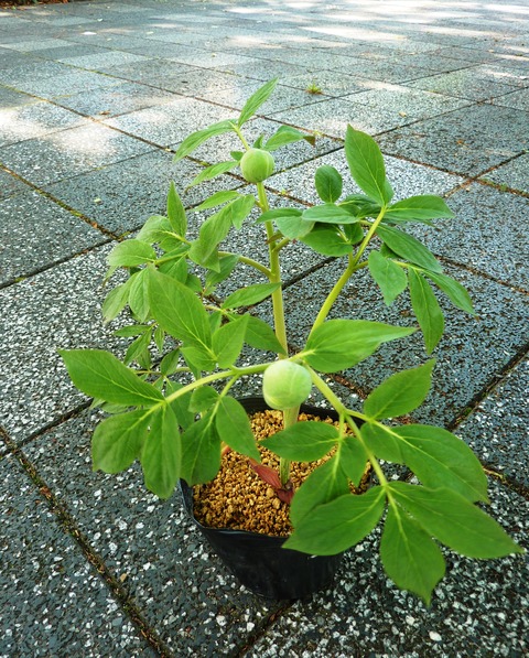 P1020019