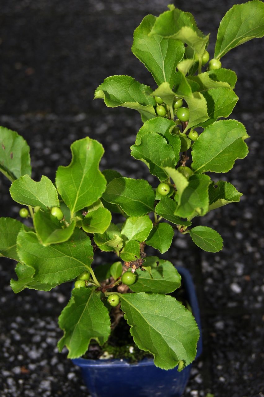 ツルウメモドキ実付き新物販売 花重 京都 Hanajyu