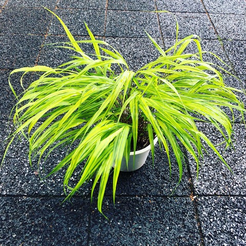 フウチソウ入荷開始 花重 京都 Hanajyu