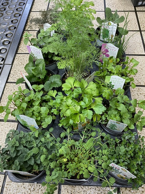 料理ハーブ販売