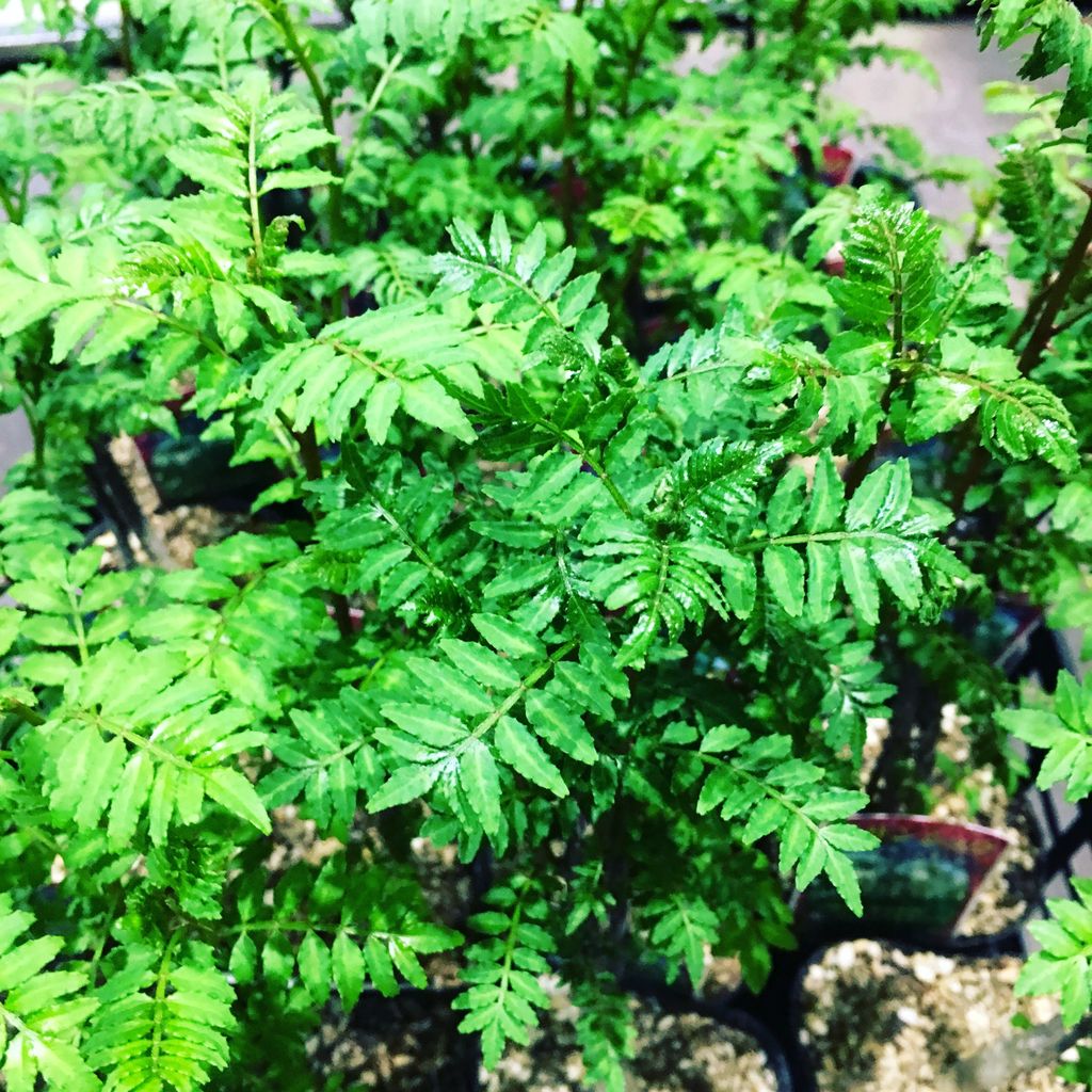 木の芽苗販売 花重 京都 Hanajyu