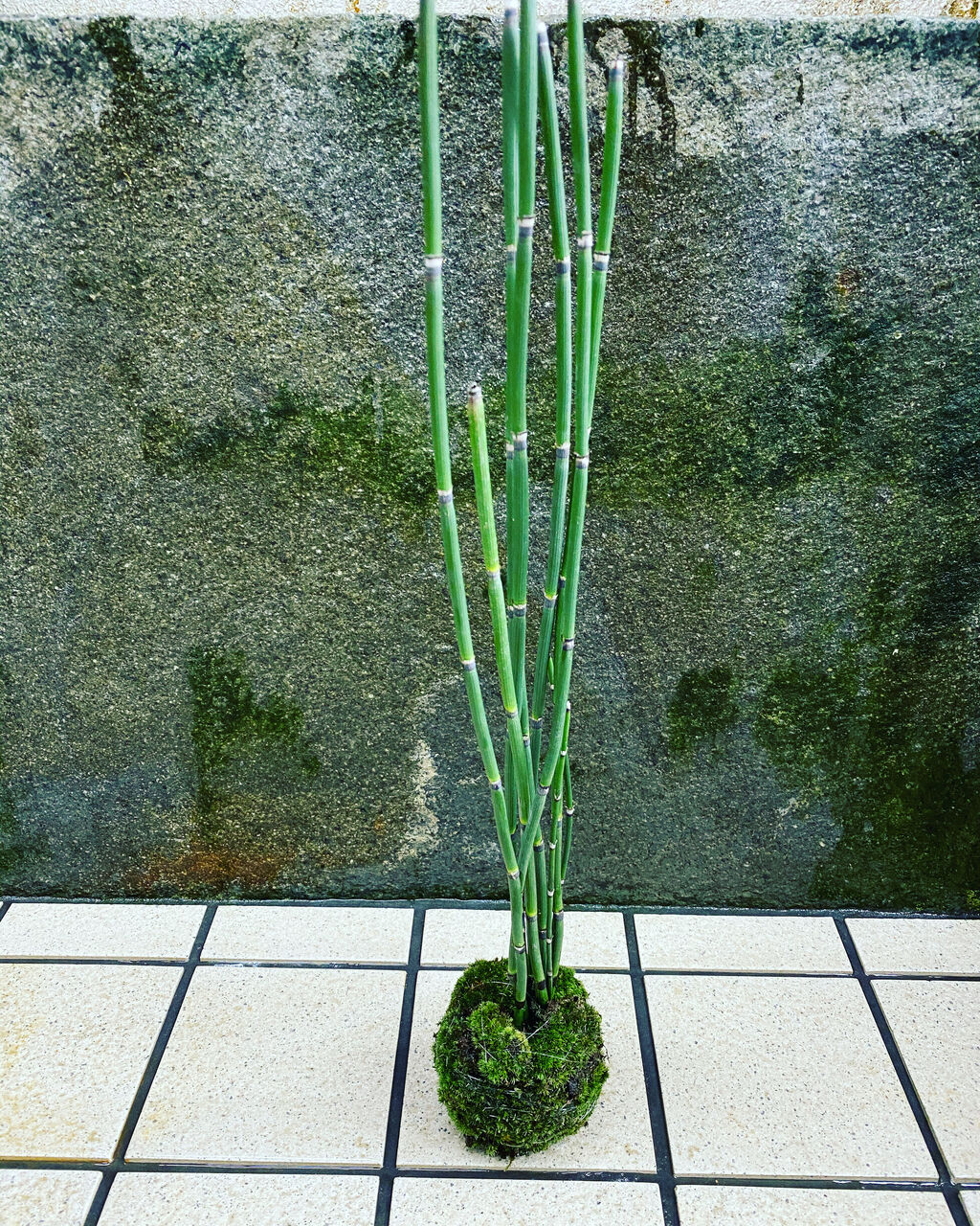 花重 京都 Hanajyu 苔玉一覧