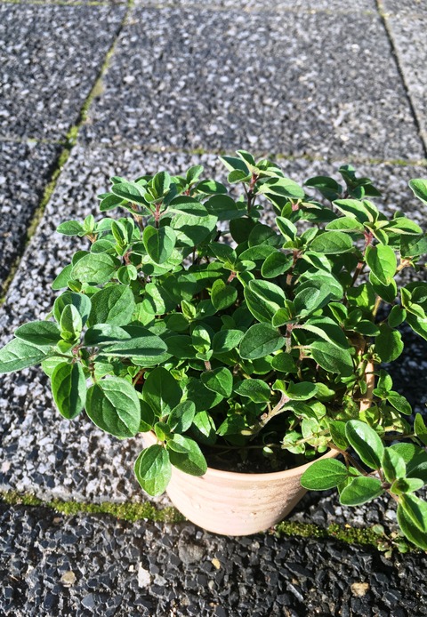 ｵﾚｶﾞﾉｼｭｰﾌﾟﾘｰﾑ