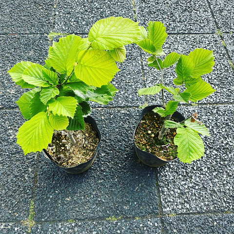 セイヨウハシバミ