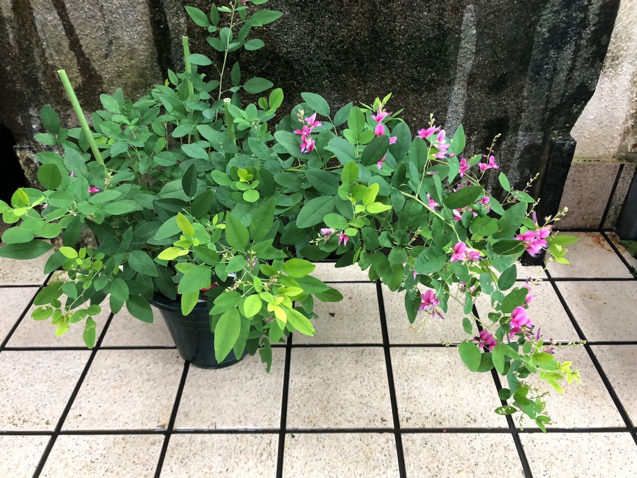花重 京都 Hanajyu 萩販売 花重 京都 Hanajyu 萩販売