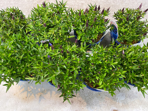 ササリンドウ５寸