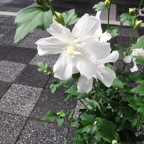 シロギオンマモリ