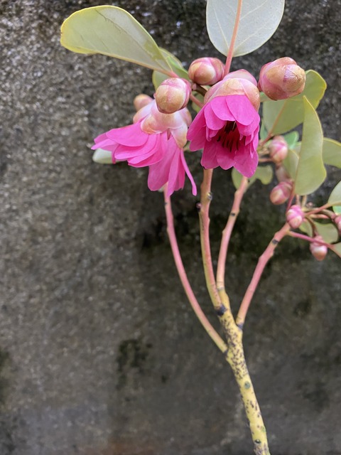 シャクナゲモドキ