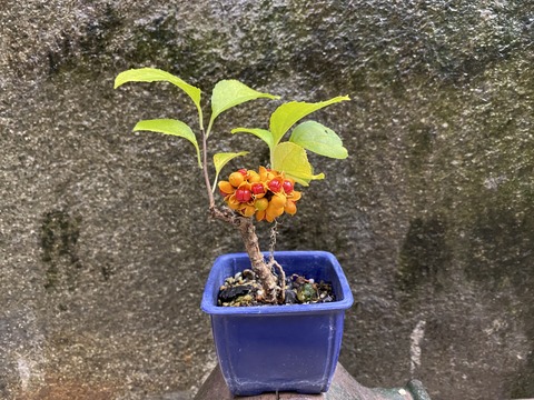 つるうめもどき鉢