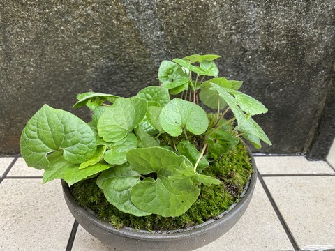 しっぽごけフタバアオイ