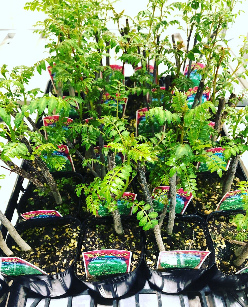 葉山椒販売 花重 京都 Hanajyu