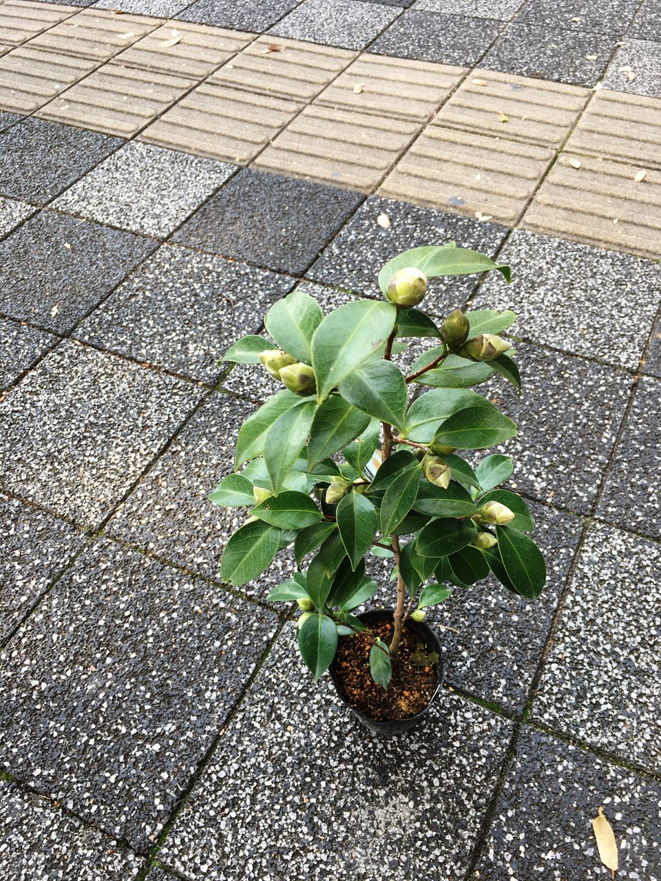 茶花椿初嵐販売 花重 京都 Hanajyu 茶花椿初嵐販売 花重 京都 Hanajyu