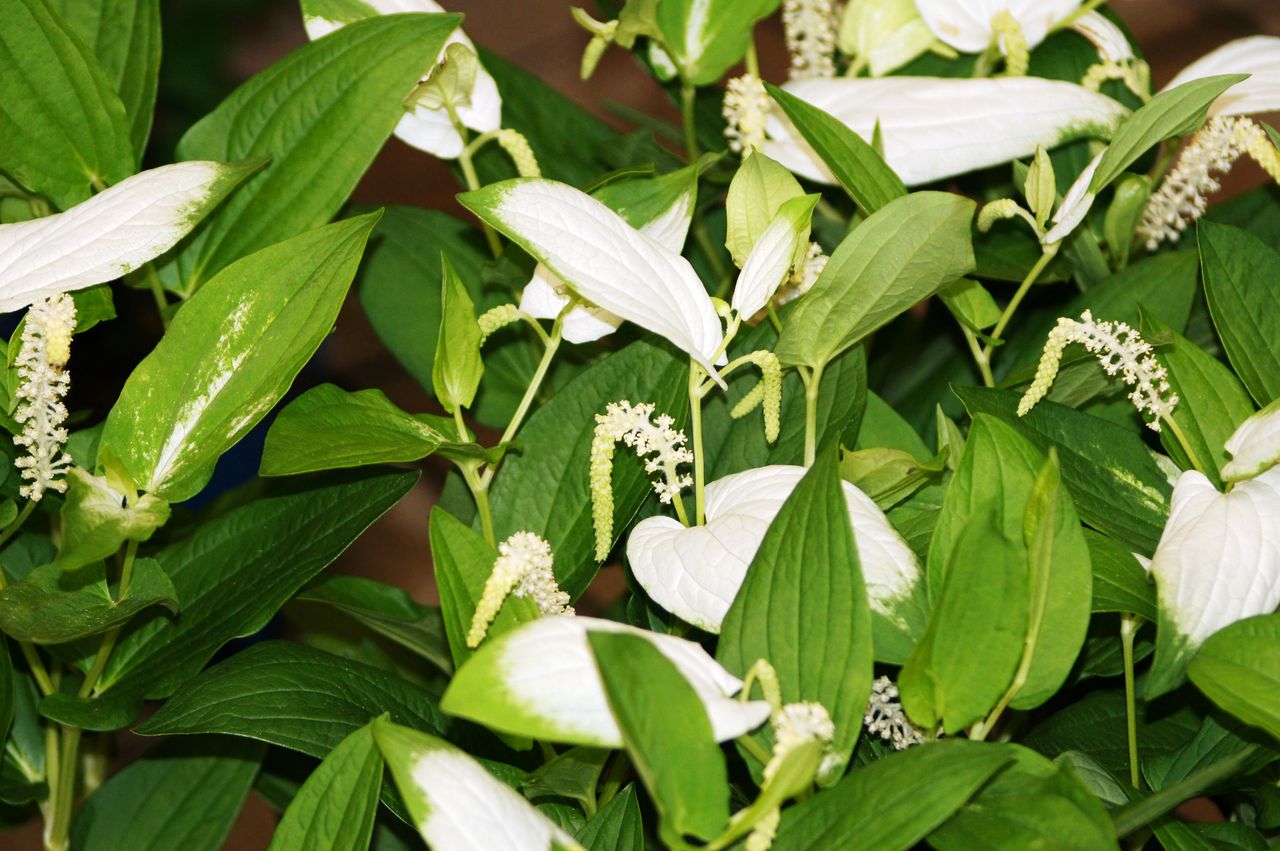 半夏生鉢入荷販売 花重 京都 Hanajyu