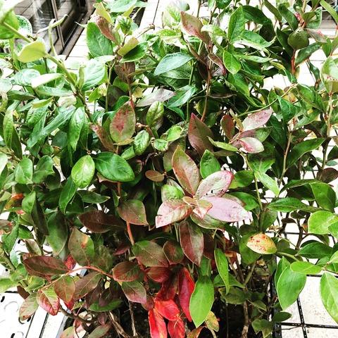 ヌマスノキ　デューク