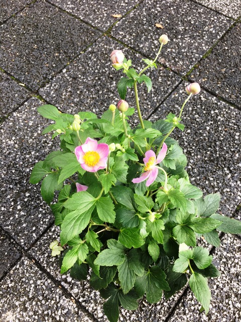 ハドスペン秋明菊