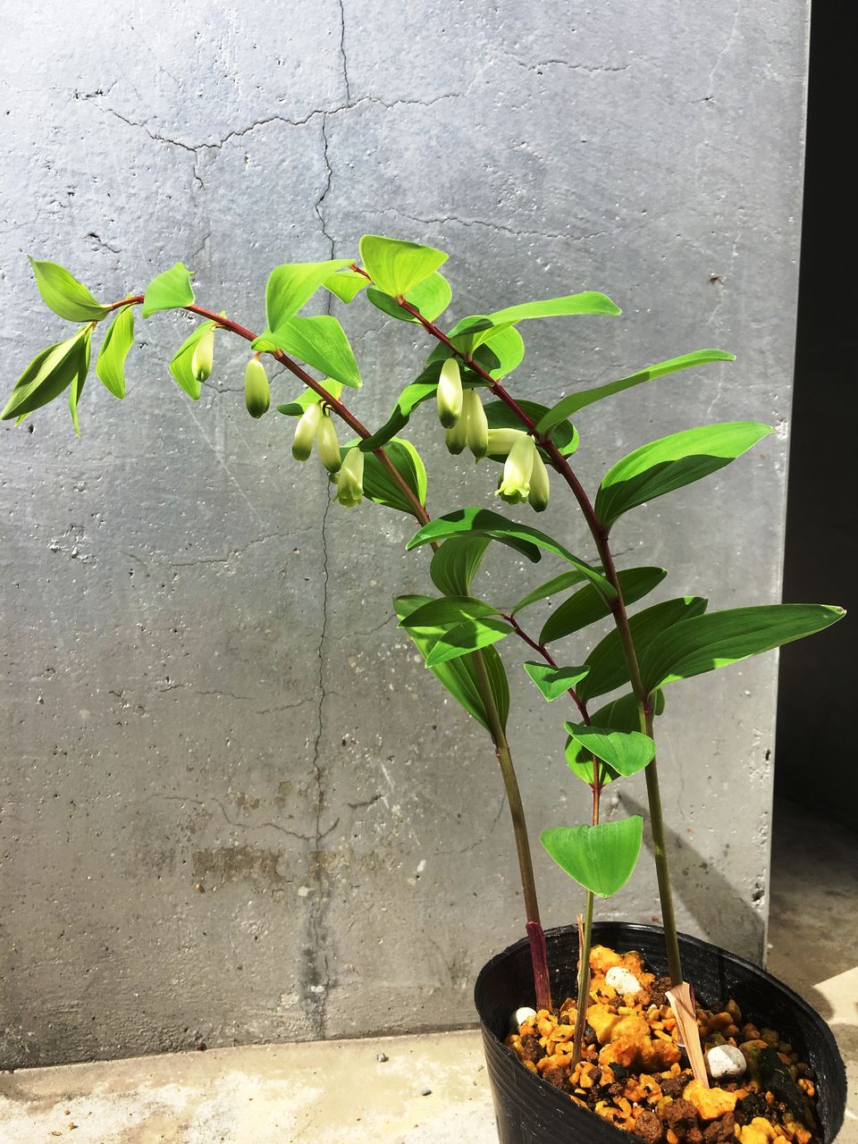 赤軸アマドコロ入荷 花重 京都 Hanajyu 赤軸アマドコロ入荷 花重 京都 Hanajyu