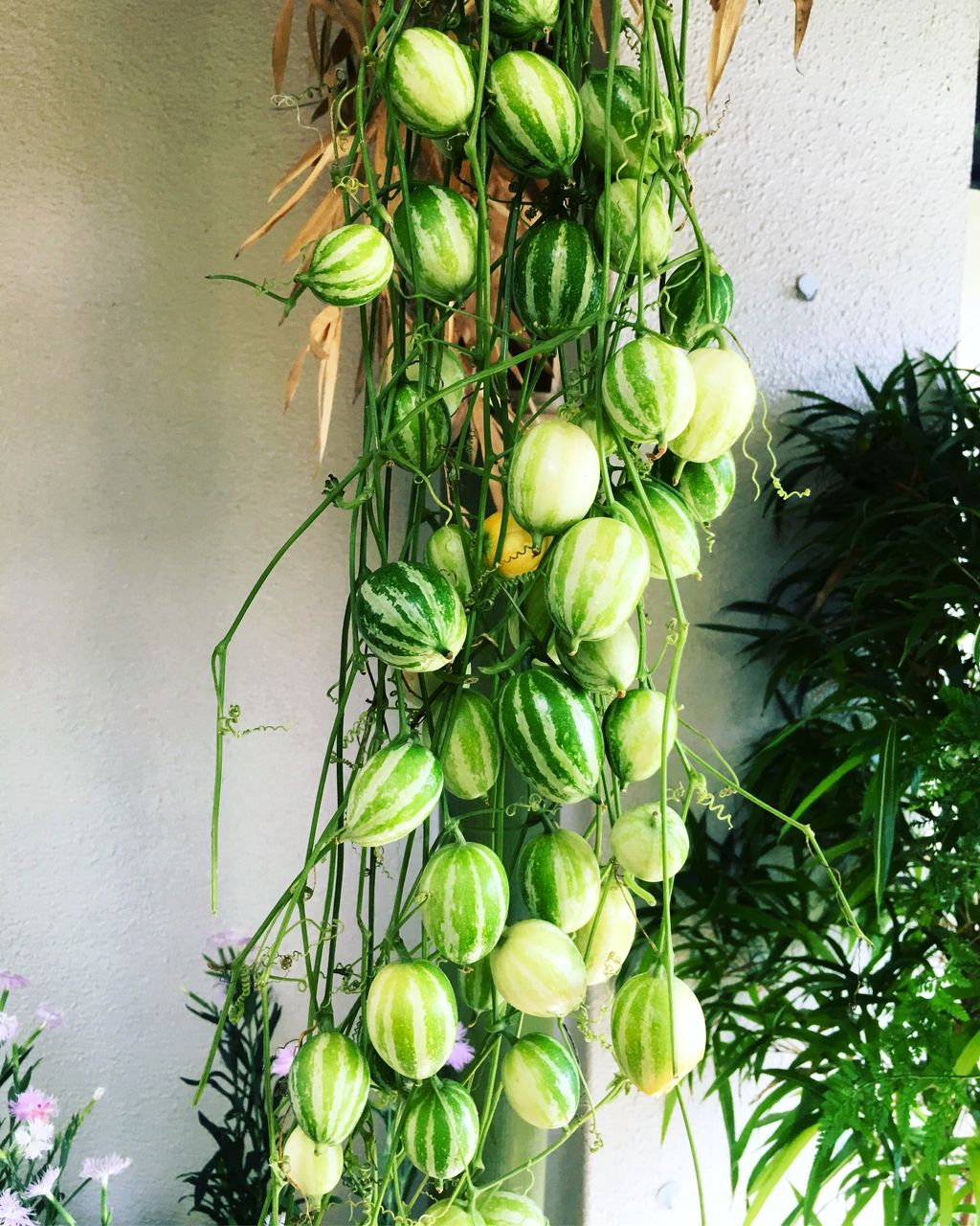 青実烏瓜入荷 : 花重 京都 hanajyu