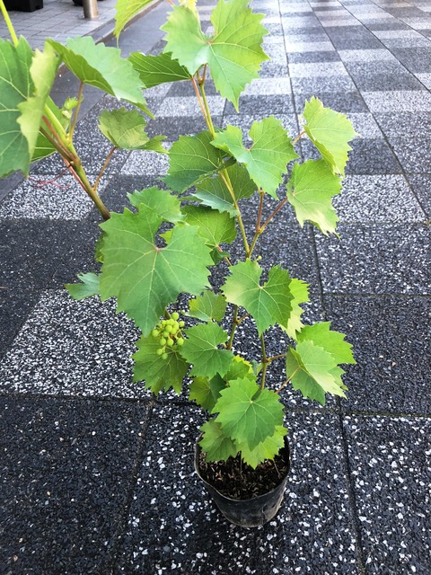 やまぶどう鉢販売