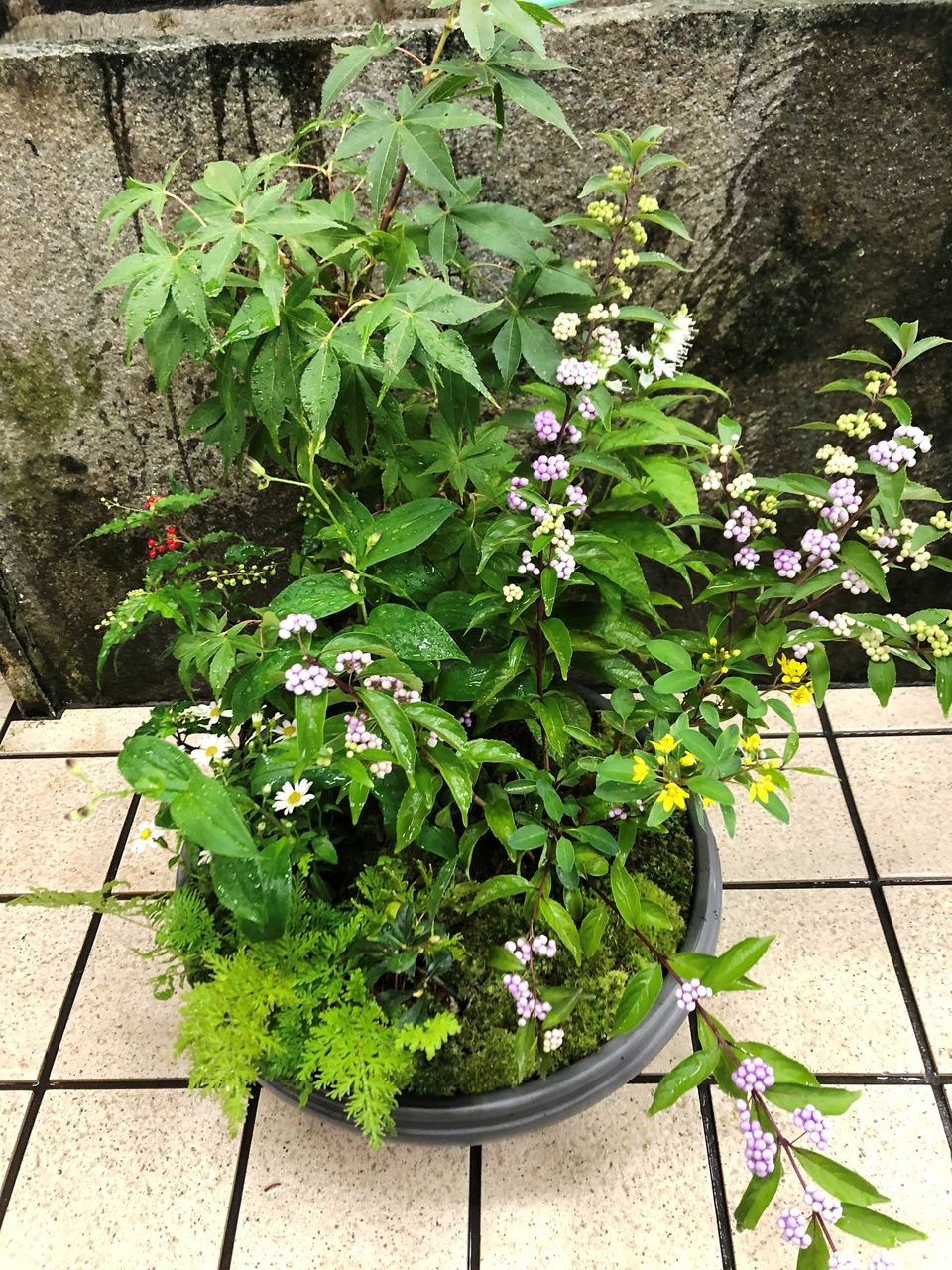 花重 京都 Hanajyu 山野草寄せ植え