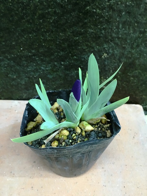 ナンキンコアヤメ