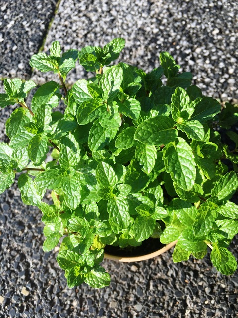 ﾓﾛｯｶﾝﾐﾝﾄ