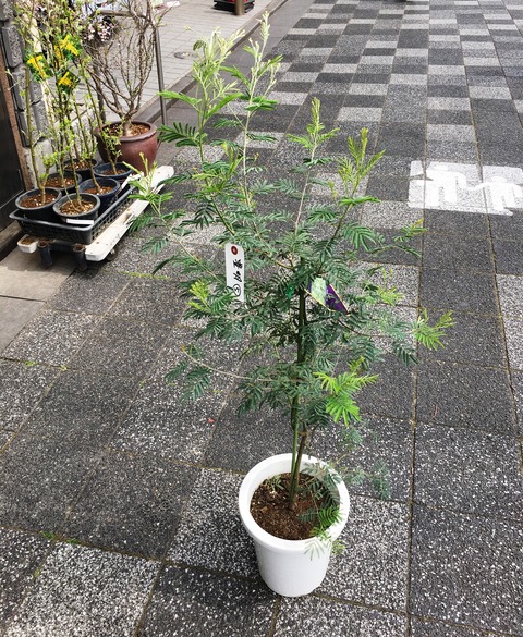 アカシアデアネイ