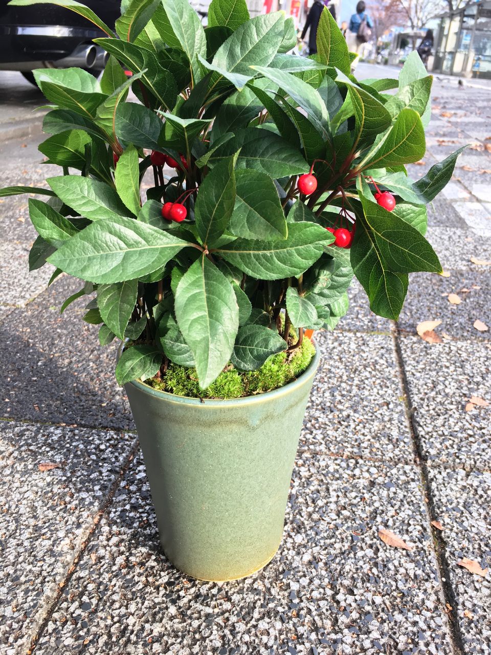 ヤブコウジ鉢販売 花重 京都 Hanajyu