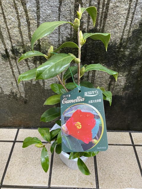 出雲大社赤藪椿