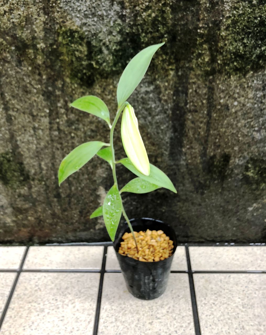 花重 京都 Hanajyu 春の茶花