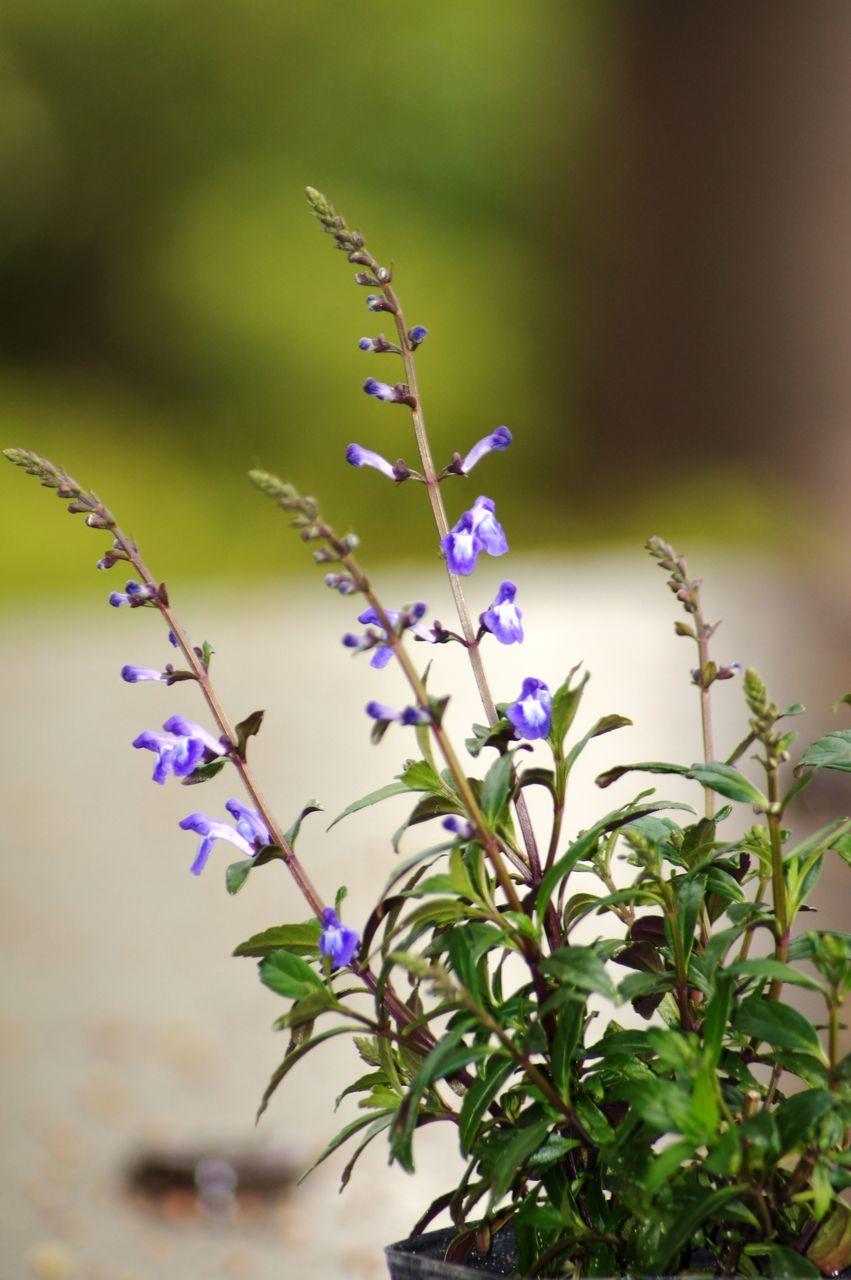 大立浪草販売 花重 京都 Hanajyu 大立浪草販売 花重 京都 Hanajyu