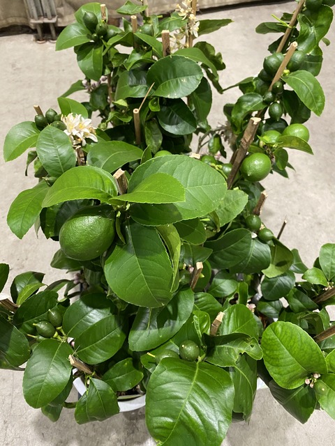 レモンビアブランカ