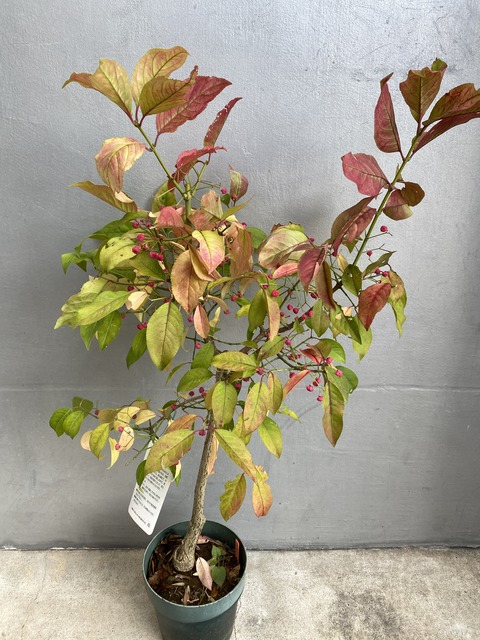 ﾍﾞﾆｾﾝｺﾞｸﾏﾕﾐ