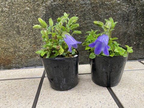 オガワキキョウ