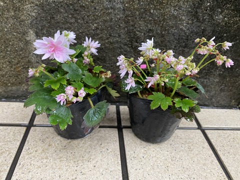 ﾀﾞｲﾓﾝｼﾞｿｳ妖精