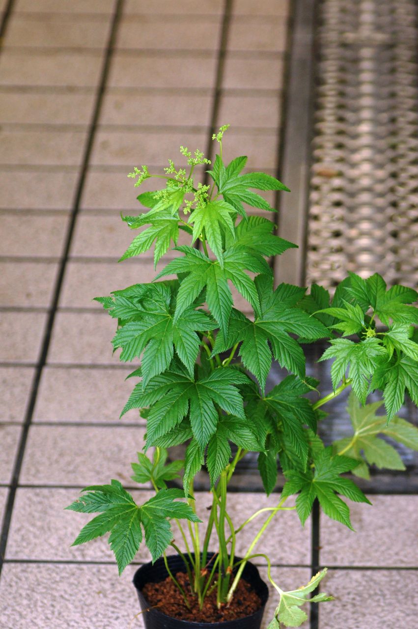 花重 京都 Hanajyu 園芸害虫駆除