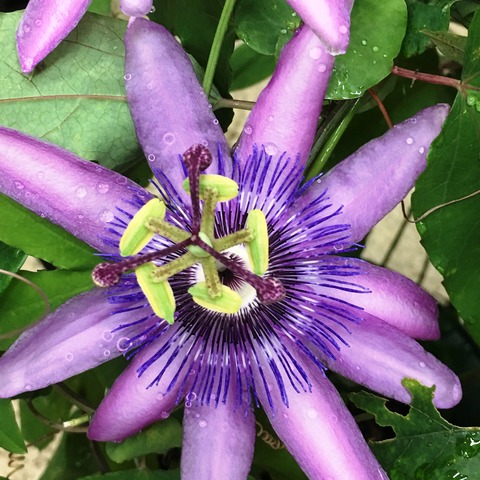 時計草 ジャネット