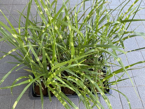 たかのはすすき