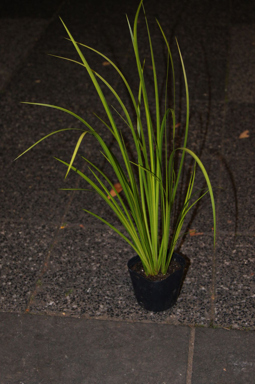 正宗石菖販売 花重 京都 Hanajyu
