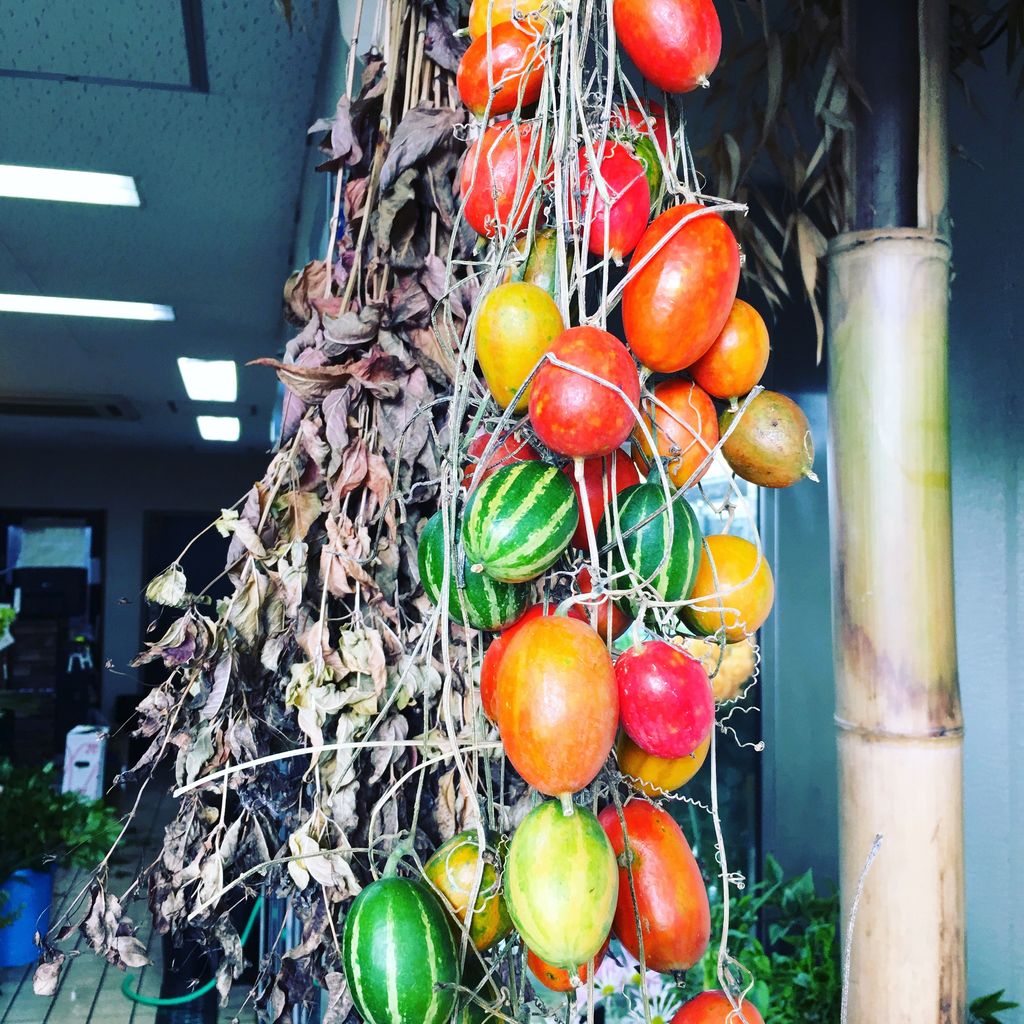 花重 京都 Hanajyu カラスウリ販売店