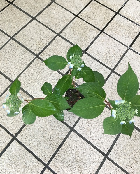 七変化アジサイ