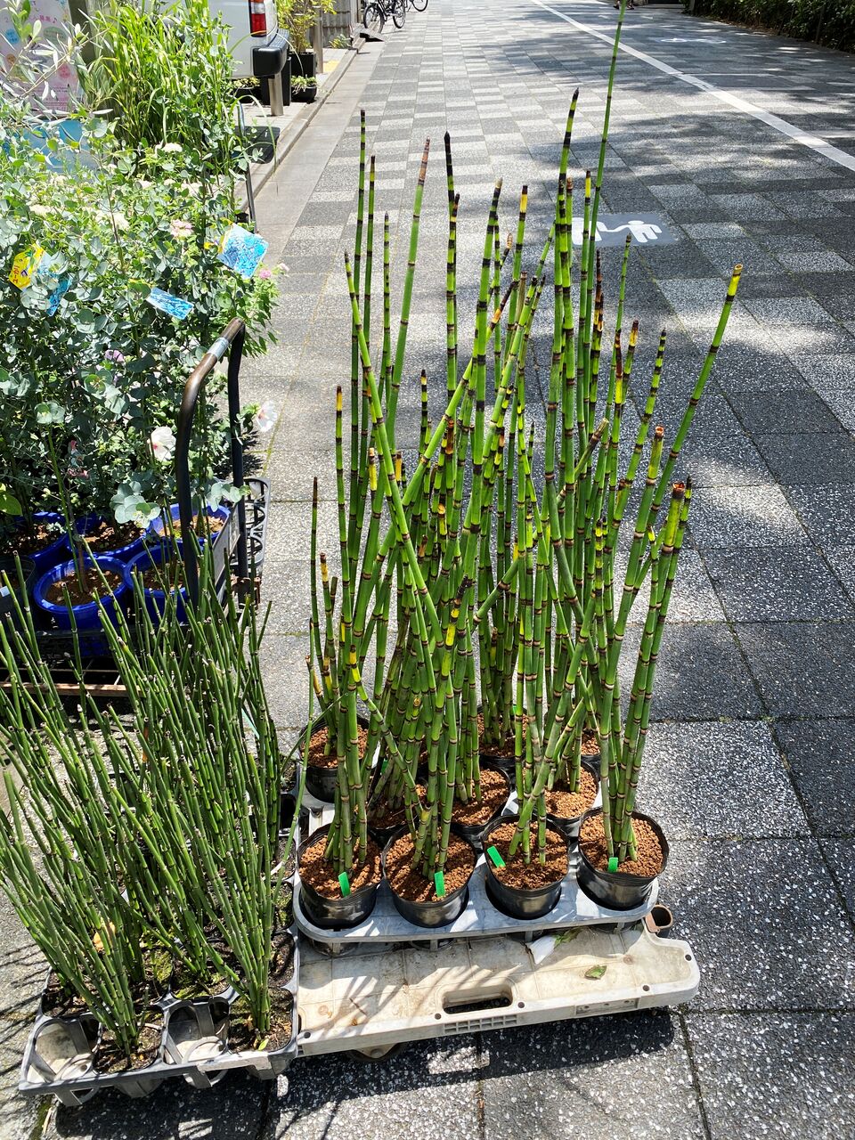 花重 京都 Hanajyu オオトクサ販売