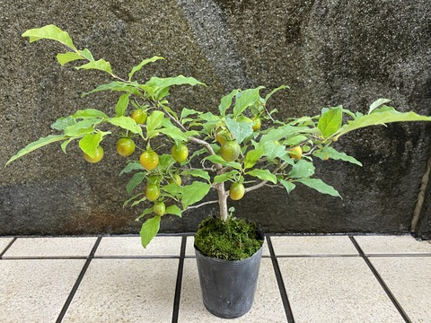 紫雲ローヤガキ